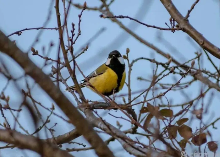 Entre Lacs, Ocean Et Forets Pissos