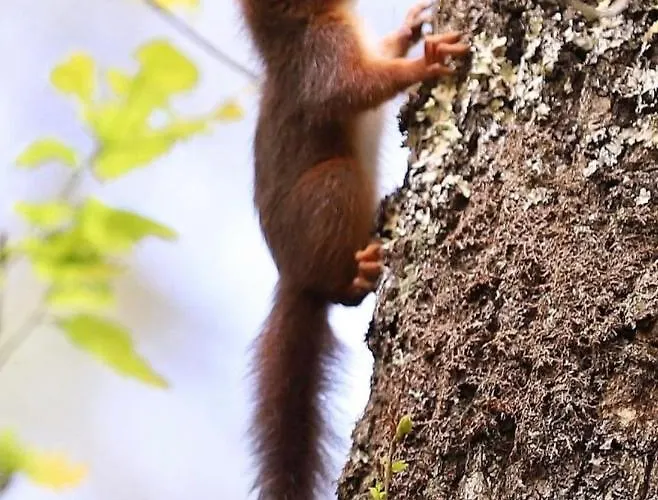 Entre Lacs, Ocean Et Forets Pissos