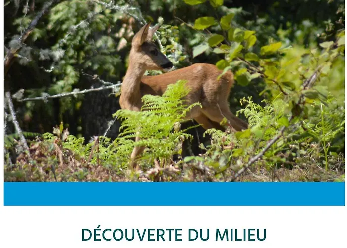 Entre Lacs, Ocean Et Forets 別荘 *